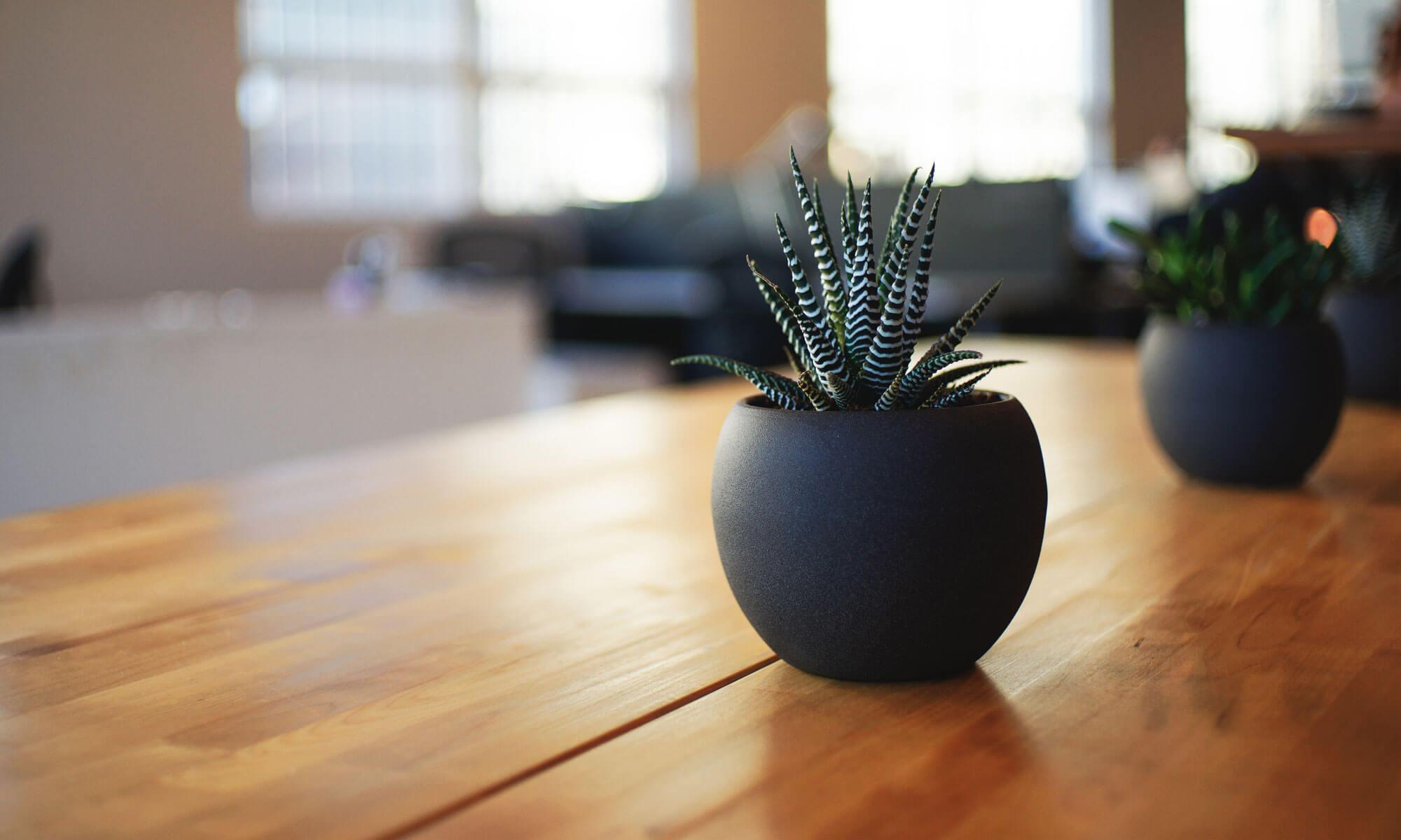 Small potted succulent plants in dark round planters on a wooden table, blurred indoor room in background, warm tones